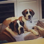 Deux Saint Dane allongés , qui regardent la caméra et l'un d'eux porte un collier autour de son cou 