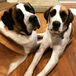 Deux Saint Dane allongé sur un sol en bois et qui fixent la caméra , l'un d'eux porte un collier autour de son cou 