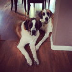 Deux Saint Dane de pelage bicolore allongé, l’un d’entre eux porte un collier autour de son cou.