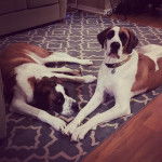 Deux Saint Dane de pelage bicolore, l’un d’eux portant un collier