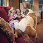 Un Saint Dane assis avec une petite fille et qui semble détendu 