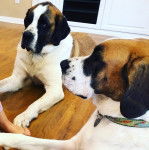 Deux Saint Dane allongés et qui portent tous les deux des colliers