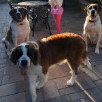 Trois Saint Dane de pelage bicolore, deux d’entre eux étant assis et le troisième debout. Tous portent un collier.