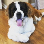 Un Saint Dane tricolore allongé sur un sol en bois avec la langue pendante 