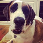 Un Saint Dane allongé et portant un collier au cou 