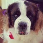 Un Saint Dane de pelage tricolore assis et qui fixe la caméra 