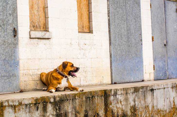 Un Saint Dane au pelage bicolore marron et blanc, assis sur un muret