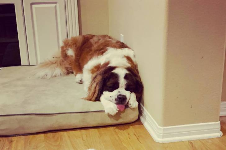 Un Saint Dane de pelage bicolore allongé sur sa couchette