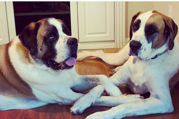 Deux Saint Dane allongés , l'un d'eux portant un collier autour de son cou et qui semblent tous les deux détendus 