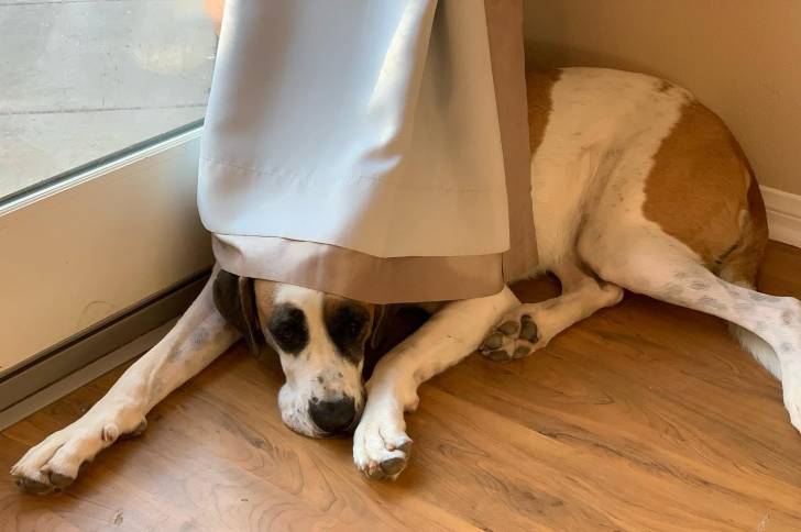 Un Saint Dane de pelage bicolore allongé sur un sol en bois , semblant détendu  