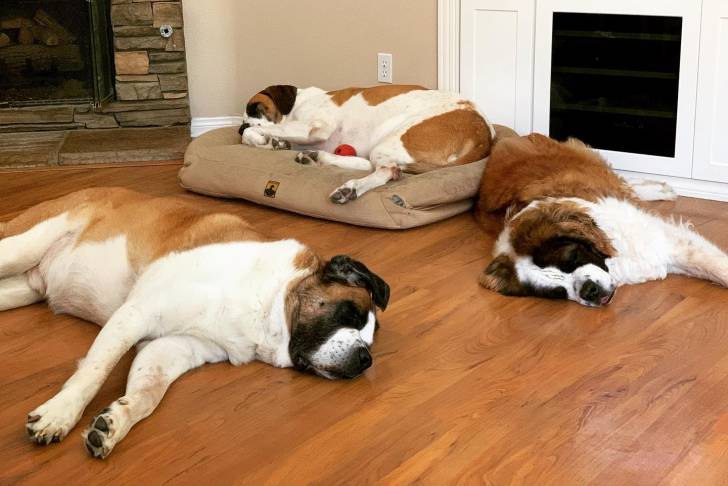 Trois Saint Dane allongés et qui semblent tous endormis 