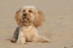 Un Cockalier au pelage fauve clair, allongé sur du sable