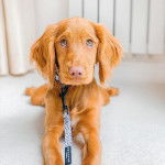 Un Cockalier à la fourrure fauve, aux oreilles tombantes et allongé , qui porte une laisse au cou.