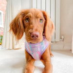 Un Cockalier au pelage fauve est debout, il porte un harnais et regarde la caméra.