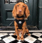 Un Cockalier aux oreilles tombantes est assis devant une porte et porte un harnais noir avec des motifs.