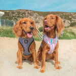 Deux Cockaliers sont assis sur une surface sablonneuse. Leurs langues sont légèrement pendantes, et ils portent des harnais.