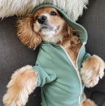 Un Cockalier à pelage bicolore est allongé sur le dos, les pattes pliées, et porte un pull vert.