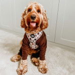 Un Cockalier de pelage bicolore aux oreilles tombantes est assis sur un tapis, la langue légèrement tendue. Il porte un habit marron et un harnais.