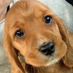 Gros plan sur un Cockalier aux oreilles pendantes qui fixe la caméra.