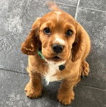 Un Cockalier bicolore est assis sur un sol en béton. Il porte un collier autour du cou et regarde la caméra.