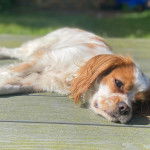 Un Cockalier de pelage bicolore aux oreilles pendantes, allongé sur une plateforme en bois et qui fixe la caméra.