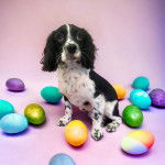 Photo d’un Cockalier à poil blanc et noir aux oreilles pendantes est assis.