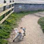 Un Cockalier à pelage bicolore marchant sur un sentier battu et tenu en laisse.