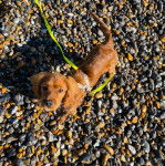 Un Cockalier à la fourrure fauve et aux oreilles tombantes, debout sur une surface rocailleuse. Il porte une laisse jaune et un harnais.