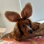 Gros plan d’un Cockalier à la robe bicolore allongé sur un coussin et portant des oreilles de lapin en peluche