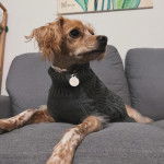 Un Cockalier de pelage bicolore, allongé sur un canapé, porte une médaille autour du cou et est habillé en noir.