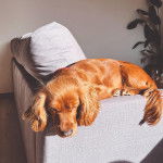 Un Cockalier de pelage fauve aux oreilles pendantes, allongées et qui semble endormi