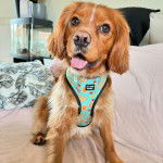 Un Cockalier est assis dans un lit, la langue légèrement pendante, et porte un harnais.