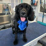 Un Cockalier à la robe noire, assis sur une table, la langue pendante et portant un nœud bleu autour du cou.