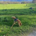 Un Cockalier aux oreilles tombantes, debout sur une surface gazonnée, est tenu en laisse.