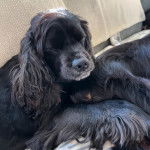 Un Cockalier à la robe noire allongé , ferme les yeux et se repose.