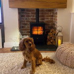 Un Cockalier aux oreilles tombantes, assis sur un tapis