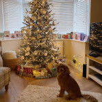 Un Cockalier assis, regardant la caméra.