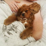 Un Cockalier au pelage bicolore, allongé dans les bras de son propriétaire et qui regarde la caméra.