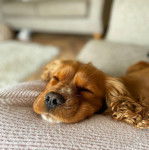 Un Cockalier au pelage fauve aux oreilles tombantes, allongé sur le canapé et semblant dormir.