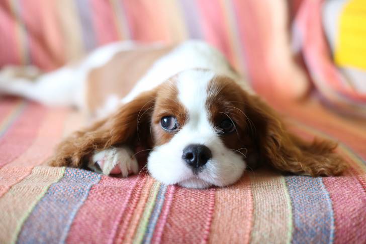 Un chiot Cockalier au pelage Blenheim roux et blanc, allongé sur une couverture multicolore