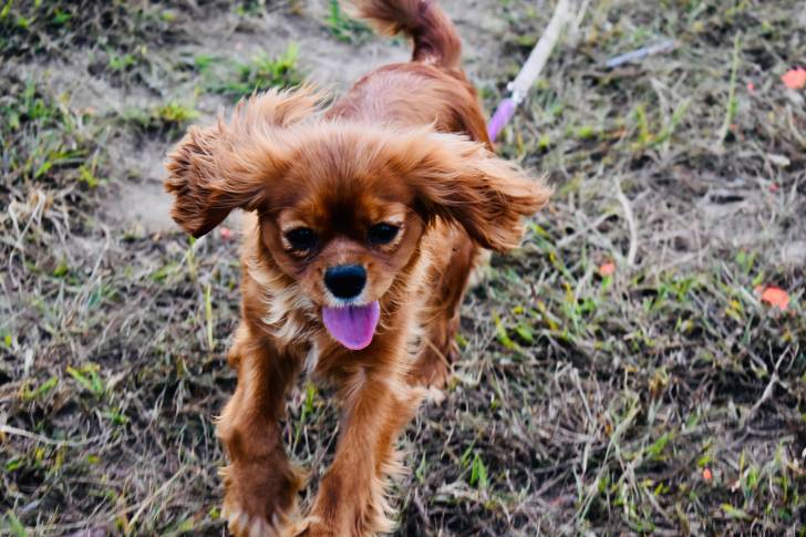 Un chiot Cockalier au pelage rouge, tenu en laisse et courant sur de l'herbe