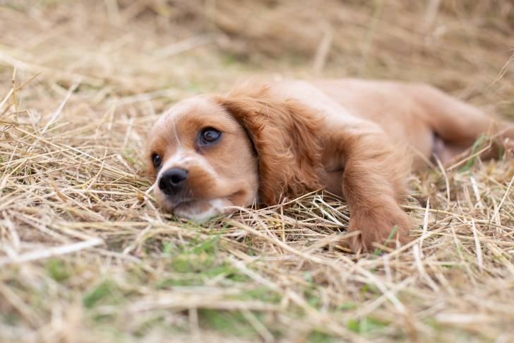Un chiot Cockalier au pelage roux, allongé dans de la paille
