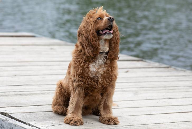 Un Cockalier au pelage roux, assis sur un ponton au bord d'un lac