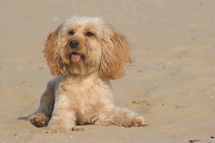 Un Cockalier au pelage fauve clair, allongé sur du sable