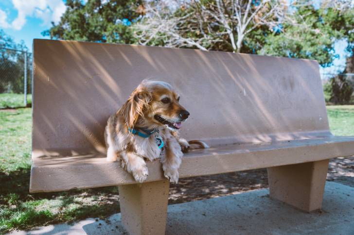 Un Cockalier au pelage fauve clair, portant un collier bleu et allongé sur un banc dans un parc