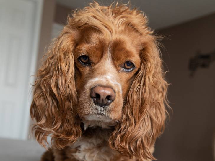 Un Cockalier au pelage roux, assis sur un lit