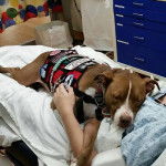 Un Pit Heeler au pelage bicolore allongé dans les bras de son propriétaire et qui porte un harnais bicolore