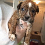 Un petit Pit Heeler à pelage tricolore, tenu par son propriétaire et qui fixe la caméra.