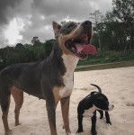 Une femelle Pit Heeler et son petit sont debout sur un sol sablonneux et ils semblent détendus.