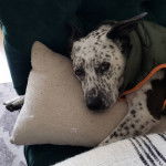 Un Pit Heeler à la fourrure bicolore, allongé et portant une veste verte.